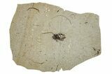 Fossil True Weevil (Curculionidae) Beetle - France #254551-1